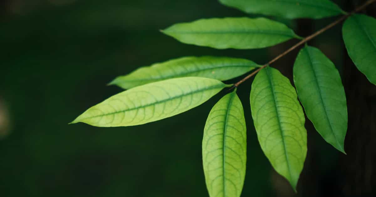গাছের পাতা সবুজ হওয়ার আসল রহস্য কী